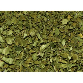 Foglie di Moringa